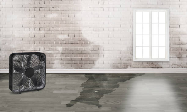 Best Mold removal after water damage  in Lake Monticello, VA